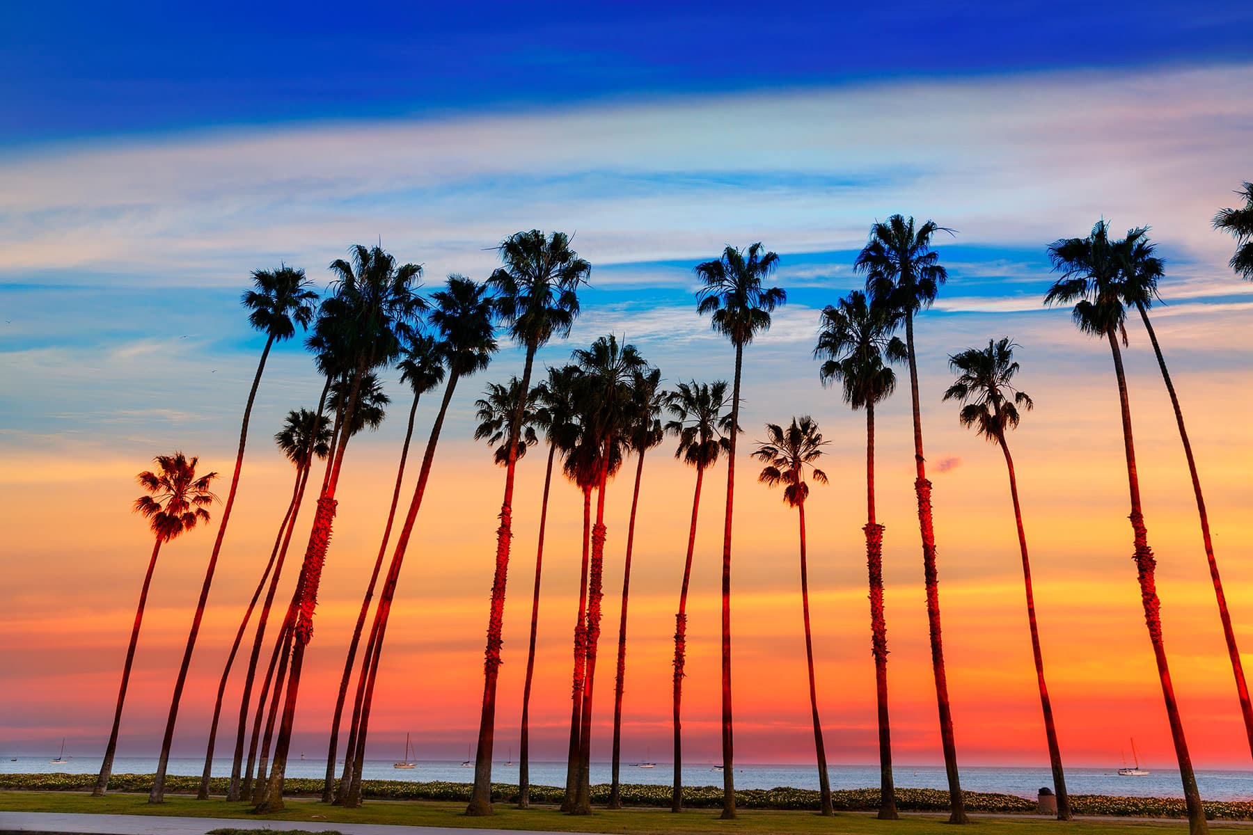 Palm trees on California coast near where Dimitrios Pexaras Therapy is located
