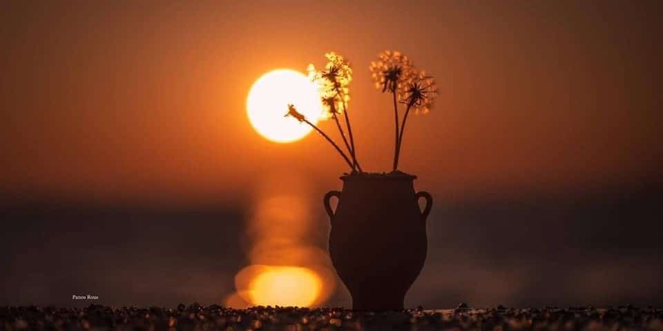 Flowers in front of sunset